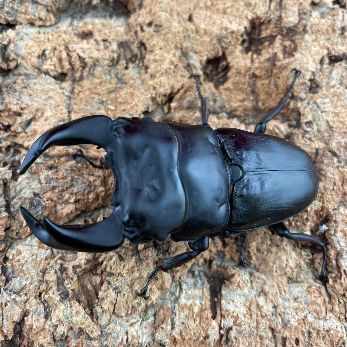 Tyrant オオクワガタ 極太 二代目怪物華王 73mm 顎幅6 4mm 46 7mm ペア Www Amrapalihotel Com