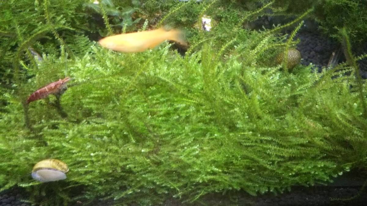 国産水草 無農薬水草 超簡単水草 トリミングした南米ウィローモス 金魚 メダカ 熱帯魚 アクアリウム 当方管理番号１ その他 売買されたオークション情報 Yahooの商品情報をアーカイブ公開 オークファン Aucfan Com