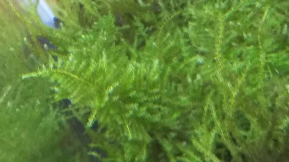 国産水草 無農薬水草 超簡単水草 トリミングした南米ウィローモス 金魚 メダカ 熱帯魚 アクアリウム 当方管理番号１ その他 売買されたオークション情報 Yahooの商品情報をアーカイブ公開 オークファン Aucfan Com
