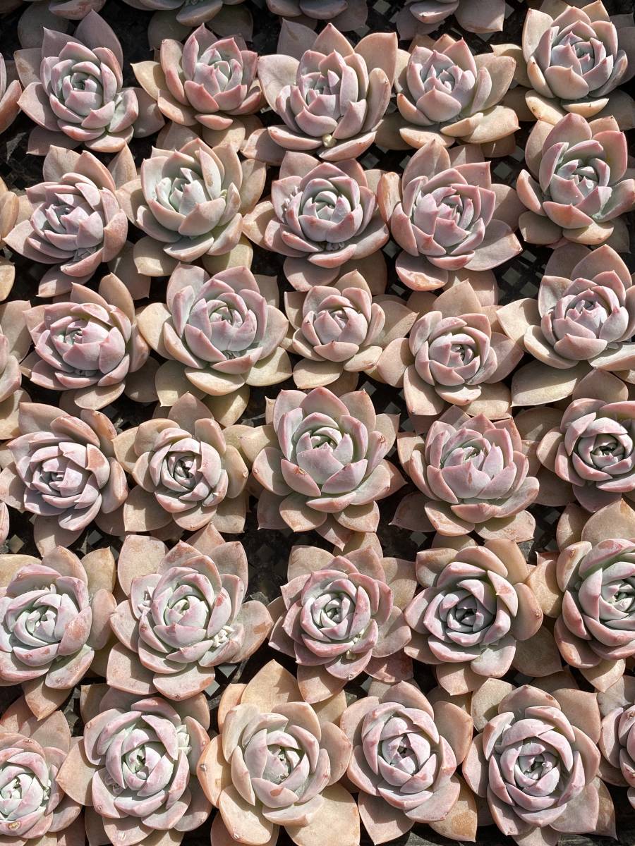 多肉植物 エケベリア ベンケイソウ科 セダム属 スアベオレンス 25個 サボテン 観葉植物 花 園芸 東京在庫 最短当日出荷cd256 Www Nuvisionhighschool Com