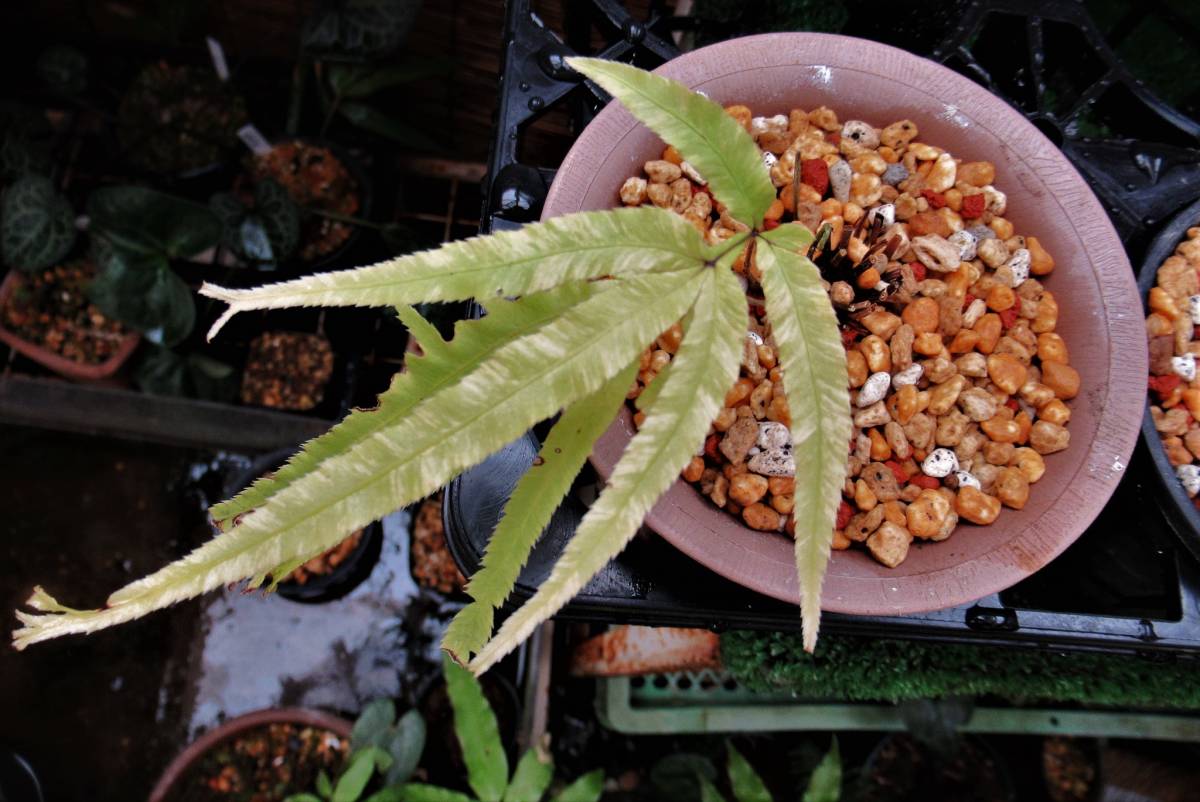 珍品 イノモトソウ 獅子葉矢羽根斑 斑入り 山野草 ヤマシャクヤク シダ パルダリウム 春蘭 ラン 売買されたオークション情報 Yahooの商品情報をアーカイブ公開 オークファン Aucfan Com