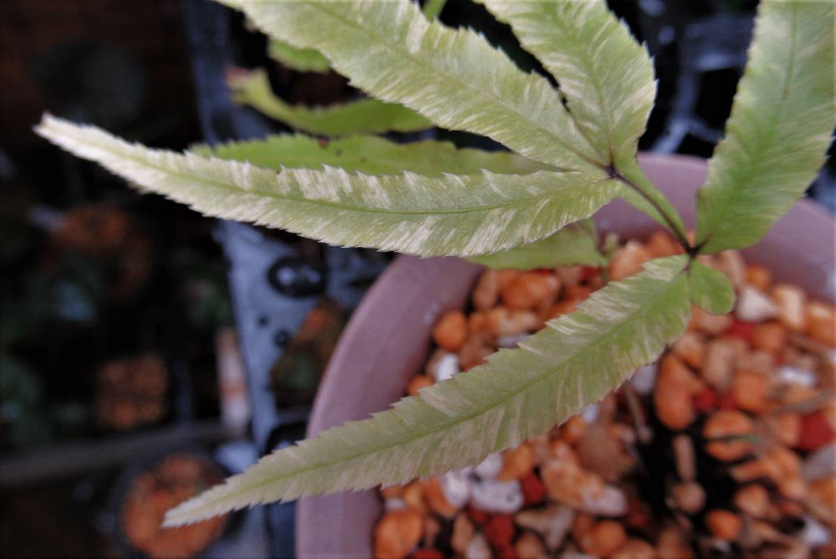 珍品 イノモトソウ 獅子葉矢羽根斑 斑入り 山野草 ヤマシャクヤク シダ パルダリウム 春蘭 ラン 売買されたオークション情報 Yahooの商品情報をアーカイブ公開 オークファン Aucfan Com