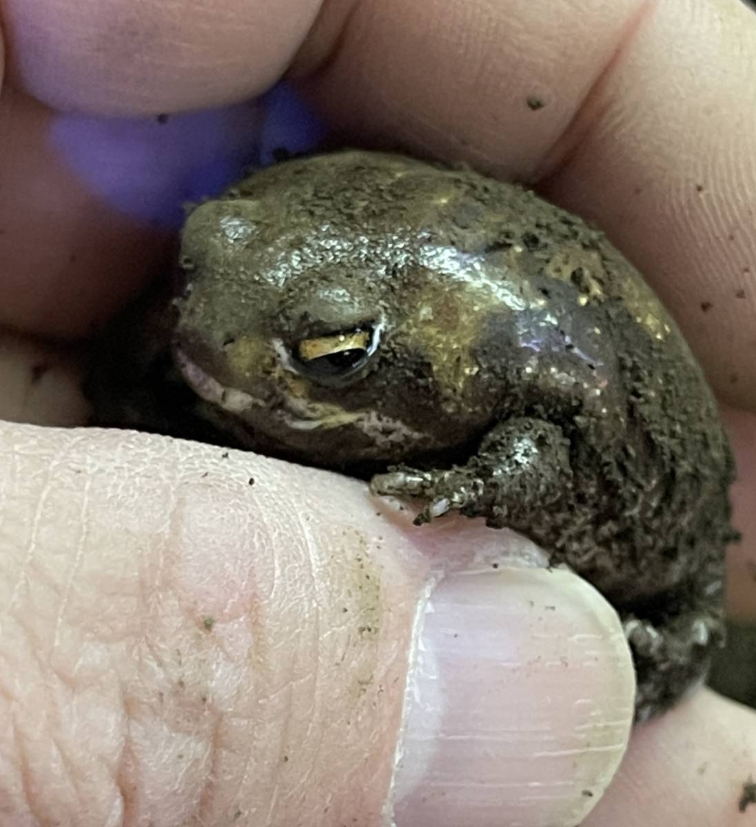 小さめ コオロギ爆食い アメフクラガエル 生体 珍カエル 生体 両生類 カエル 蛙 両生類飼育 砂に潜る 珍ガエル カエル 売買されたオークション情報 Yahooの商品情報をアーカイブ公開 オークファン Aucfan Com
