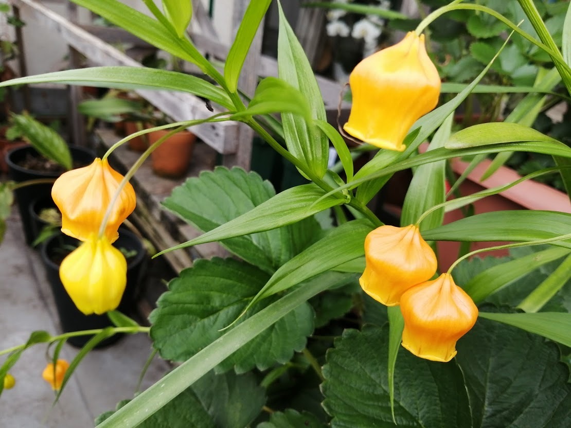 種 サンダーソニア オーランチカ １０粒 種 売買されたオークション情報 Yahooの商品情報をアーカイブ公開 オークファン Aucfan Com