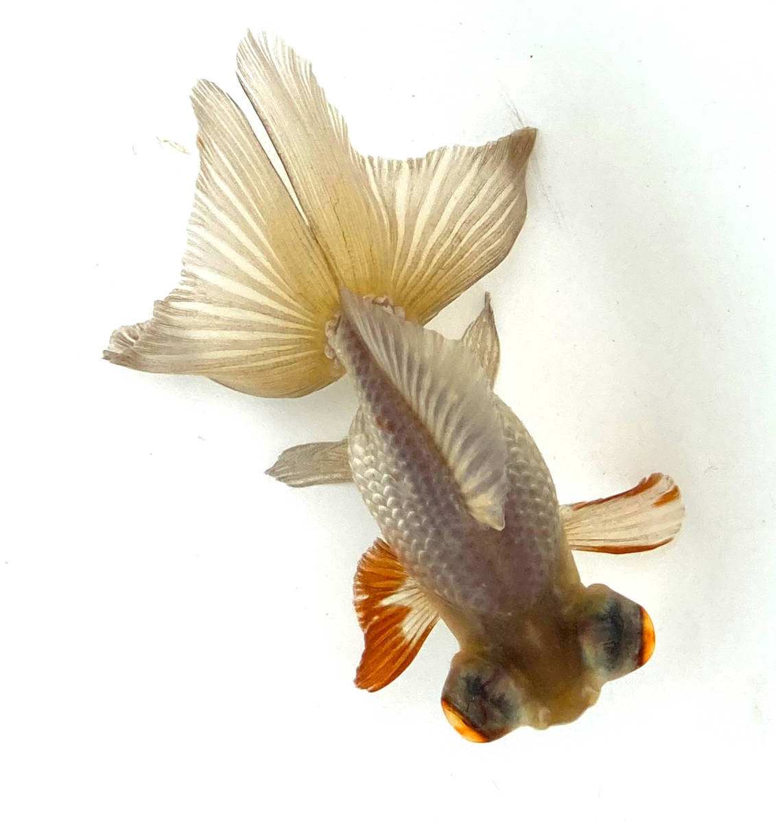 【新作登場，定番】 特選 瑪瑙蝶尾＂No6中国産(金魚)｜売買されたオークション情報、yahooの商品情報をアーカイブ公開 - オークファン その他