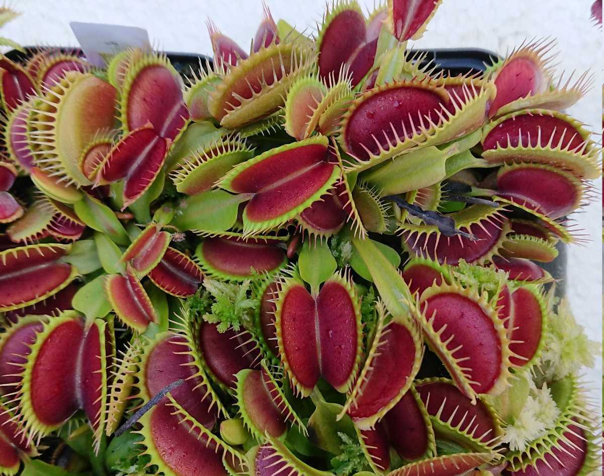 食虫植物】☆ハエトリソウ 普通種 （ロゼットタイプ）☆ Dionaea