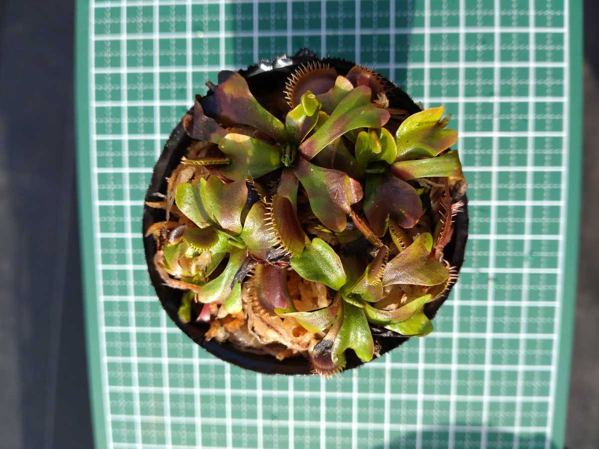 食虫植物 ハエトリソウ 普通種 ロゼットタイプ Dionaea Muscipula ６株 その他 売買されたオークション情報 Yahooの商品情報をアーカイブ公開 オークファン Aucfan Com