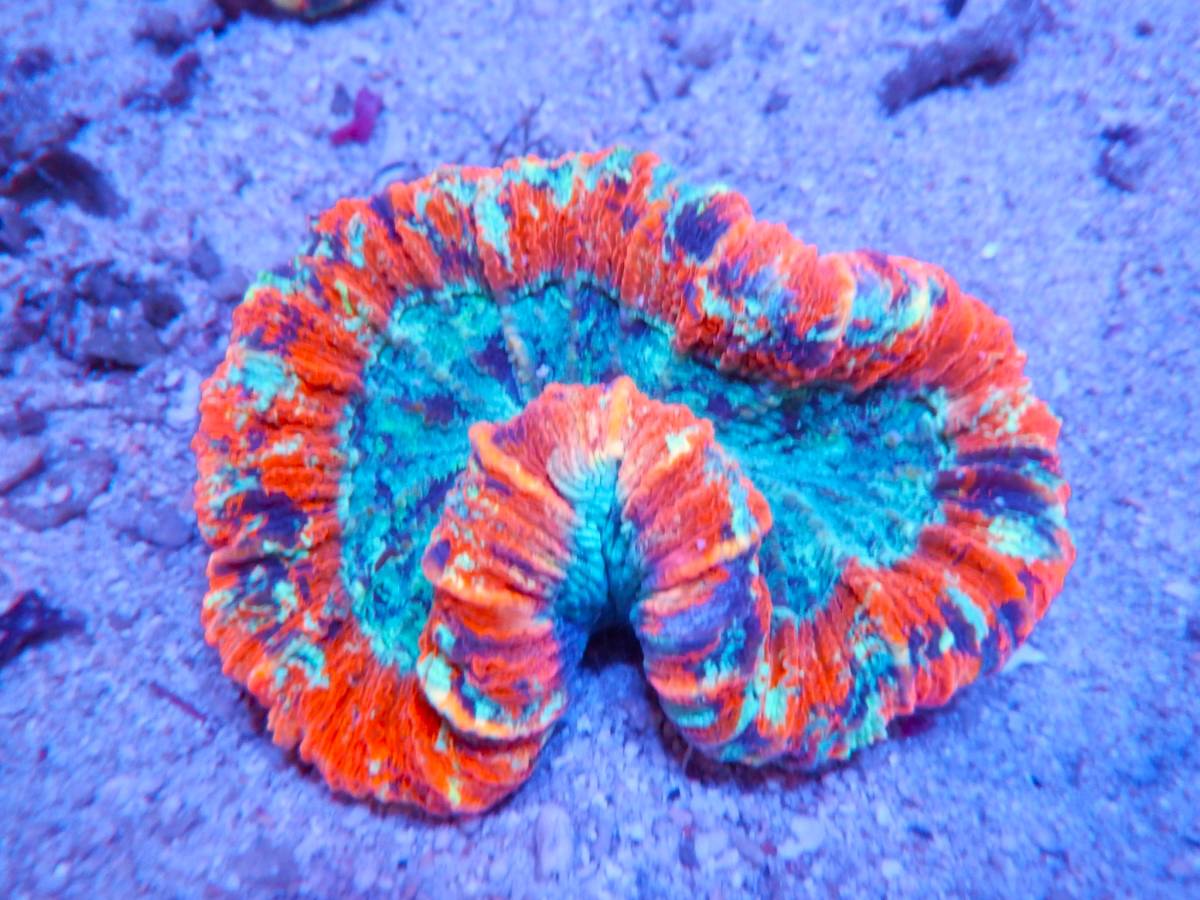 激美 オオバナサンゴmulti 533 海水魚 売買されたオークション情報 Yahooの商品情報をアーカイブ公開 オークファン Aucfan Com