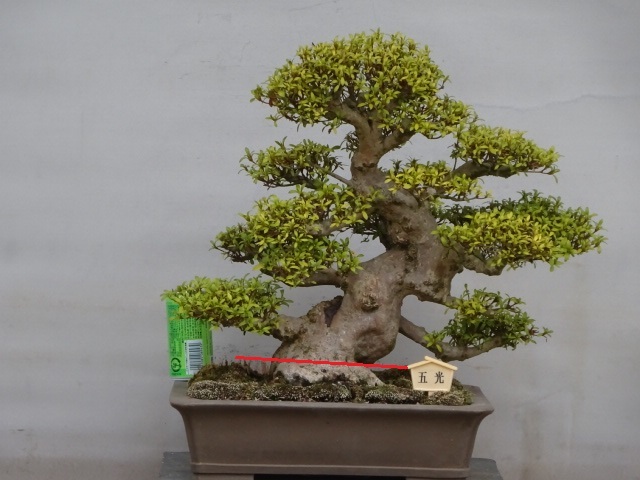 趣味のさつき】 人気品種の太物中品 「五 光」 樹高39㎝ 幹回り32