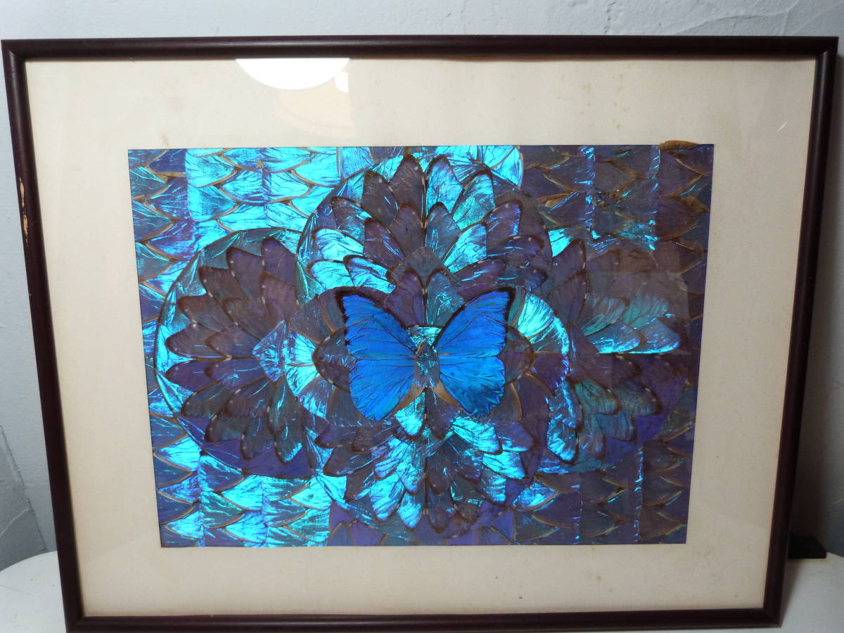 S モルフォ蝶 羽根細工 インテリア ブルーモルフォ 蝶羽アート 羽絵 額装 青 傷汚れあり その他 売買されたオークション情報 Yahooの商品情報をアーカイブ公開 オークファン Aucfan Com
