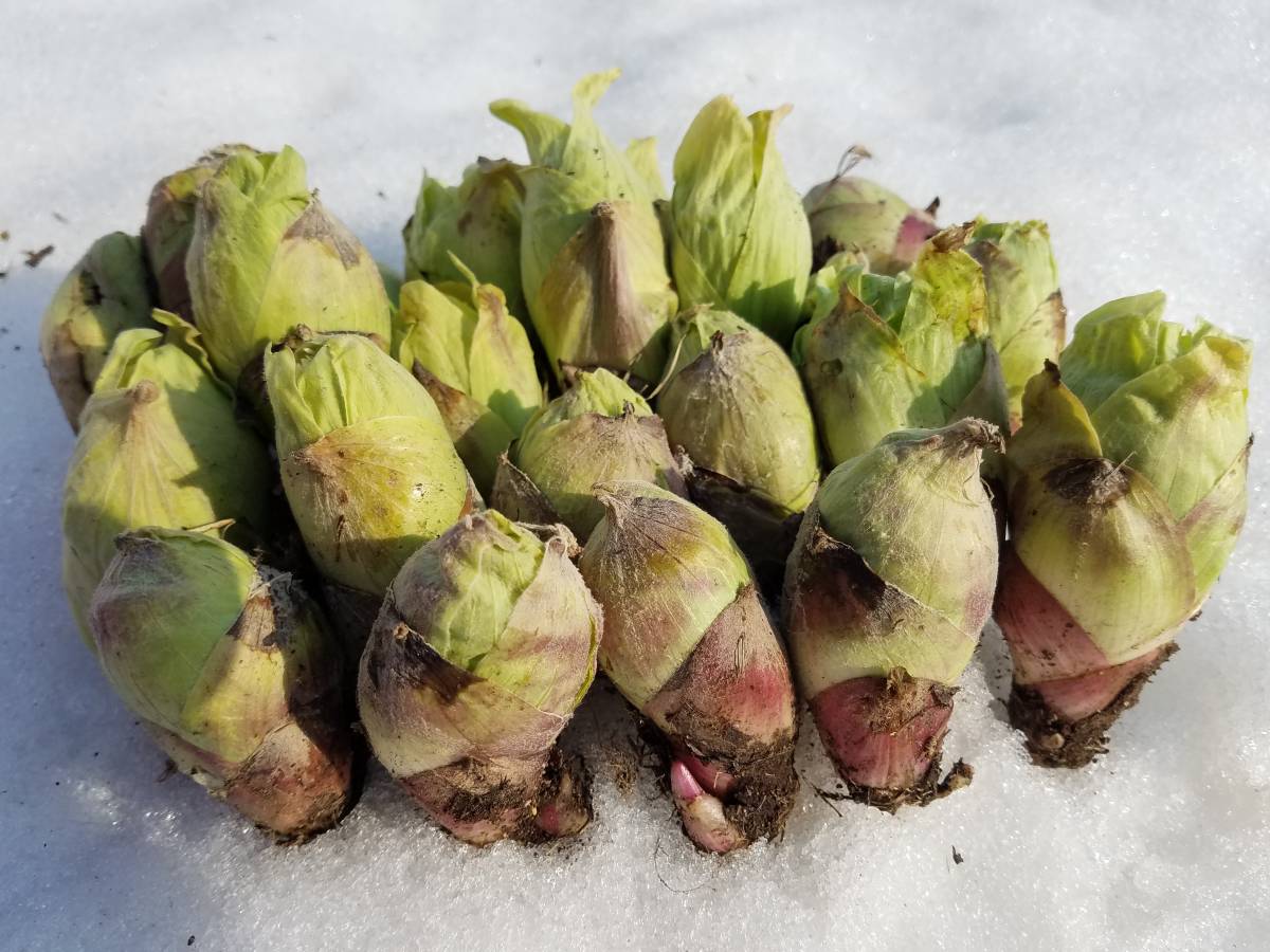 北海道産ふきのとう（つぼみ）10キロ - 野菜
