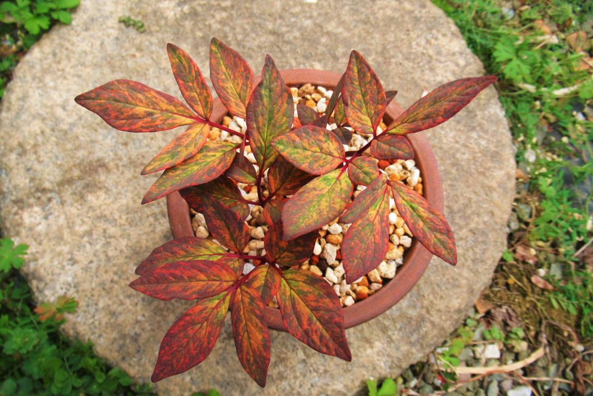 ヤマシャクヤク 小島王 キツネノカミソリ 春蘭 ヒガンバナ カンアオイ 山野草 斑入り Stage Oucpowersgrowth Com