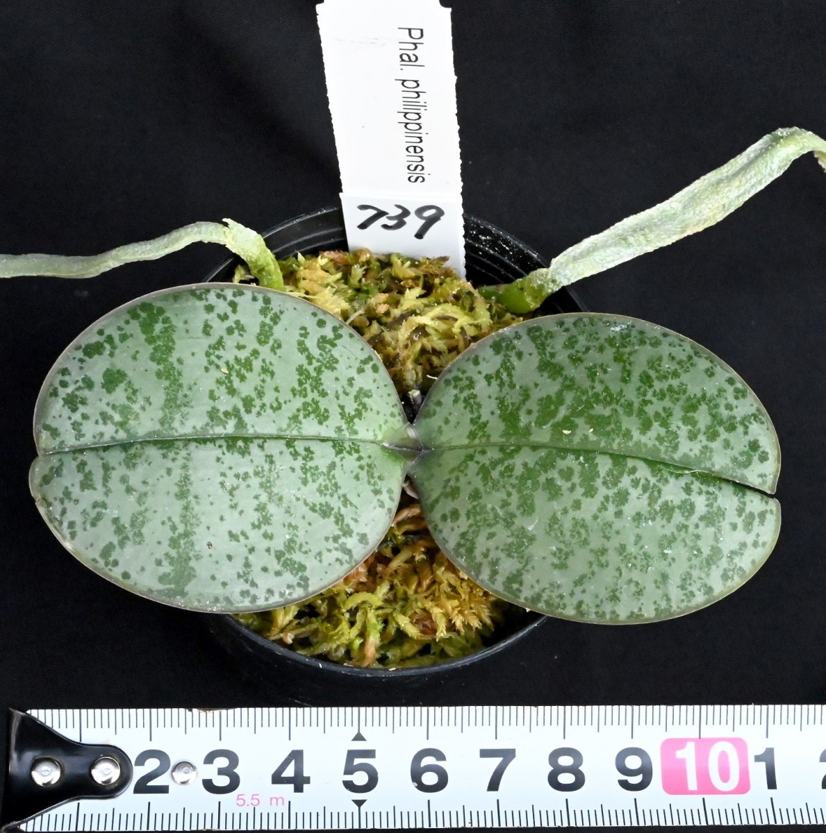 洋蘭原種 739 葉の綺麗な胡蝶蘭 Phal Philippinensis ファレノプシス フィリピネンシス ラン 売買されたオークション情報 Yahooの商品情報をアーカイブ公開 オークファン Aucfan Com