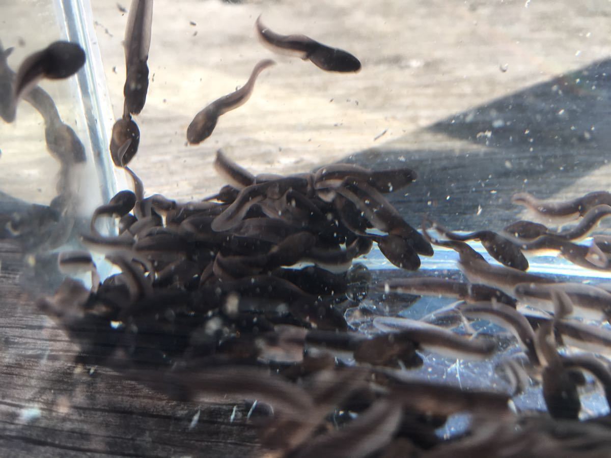 ニホンアカガエル オタマジャクシ0匹 Aオマケ餌付 千葉県産 アカガエル カエル かえる おたまじゃくし 研究 観察 水棲昆虫 肉食魚の餌 カエル 売買されたオークション情報 Yahooの商品情報をアーカイブ公開 オークファン Aucfan Com