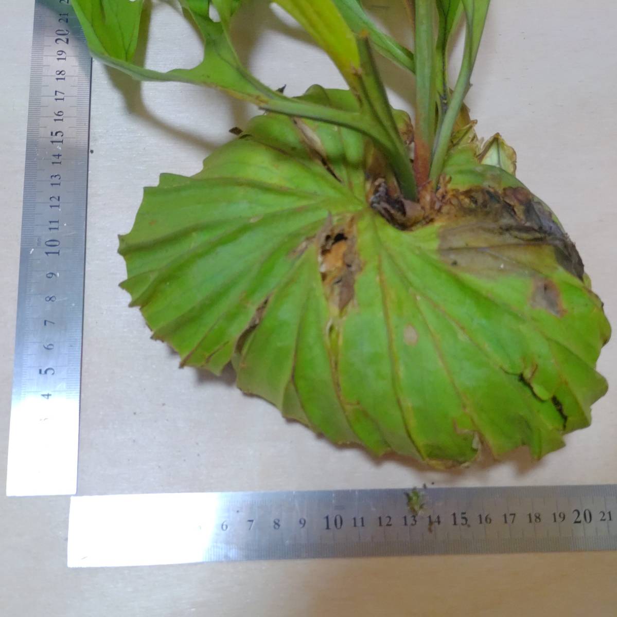 R-39☆１円スタート☆麋角羊歯☆Platycerium ridleyi wild (プラティケリウム・リドレイ)Kalbar /観葉植物/コウモリラン/ビカクシダ