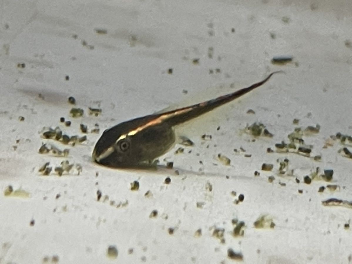 Bears Frog クツワアメガエル おたまじゃくし 1匹 約2センチ 北海道発送不可 カエル 売買されたオークション情報 Yahooの商品情報をアーカイブ公開 オークファン Aucfan Com