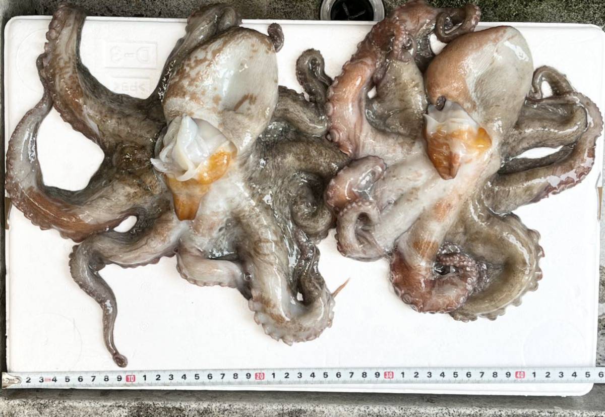 1円 たこ タコ 生真だこ 2杯 兵庫県 淡路島産 活冷凍 中サイズ 内蔵 墨処理済 約1290g 処理前 約14g ヤマト冷凍便60サイズ割引有 タコ 売買されたオークション情報 Yahooの商品情報をアーカイブ公開 オークファン Aucfan Com