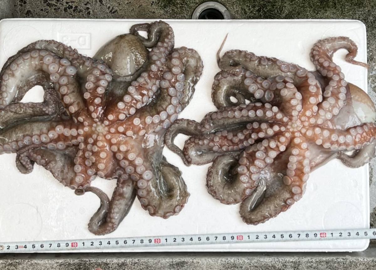 1円 たこ タコ 生真だこ 2杯 兵庫県 淡路島産 活冷凍 中サイズ 内蔵 墨処理済 約1290g 処理前 約14g ヤマト冷凍便60サイズ割引有 タコ 売買されたオークション情報 Yahooの商品情報をアーカイブ公開 オークファン Aucfan Com
