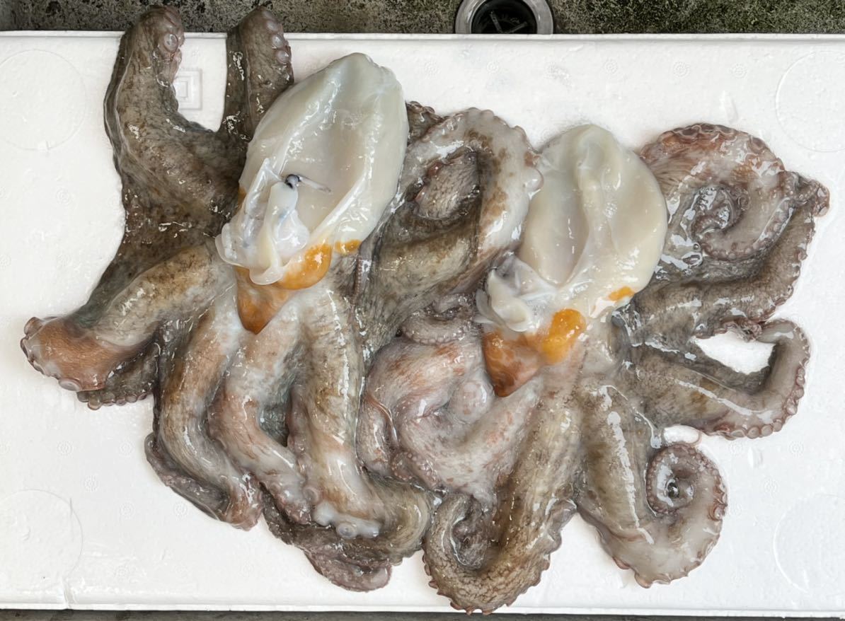 1円 たこ タコ 生真だこ 2杯 兵庫県 淡路島産 活冷凍 中サイズ 内蔵 墨処理済 約1290g 処理前 約14g ヤマト冷凍 便60サイズ割引有 タコ 売買されたオークション情報 Yahooの商品情報をアーカイブ公開 オークファン Aucfan Com