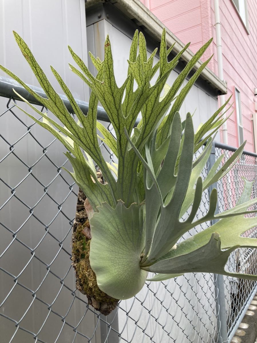 p.Akki ② ビカクシダ コウモリラン