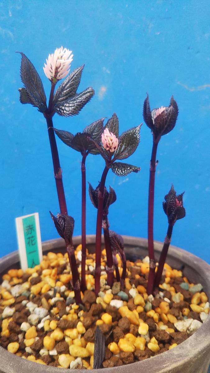 返品送料無料 ヒトリシズカ 山野草 花 観葉植物