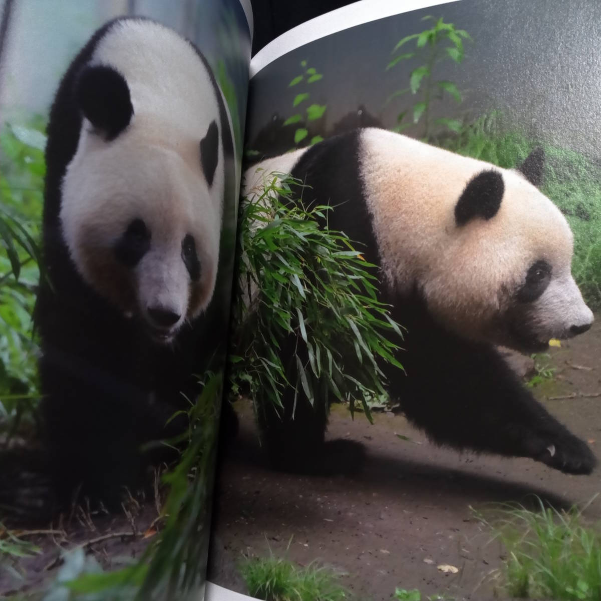 上野動物園 パンダ 写真集 すくすく シャンシャン フォトブック 非売品 Www Airsoftcenter Nl
