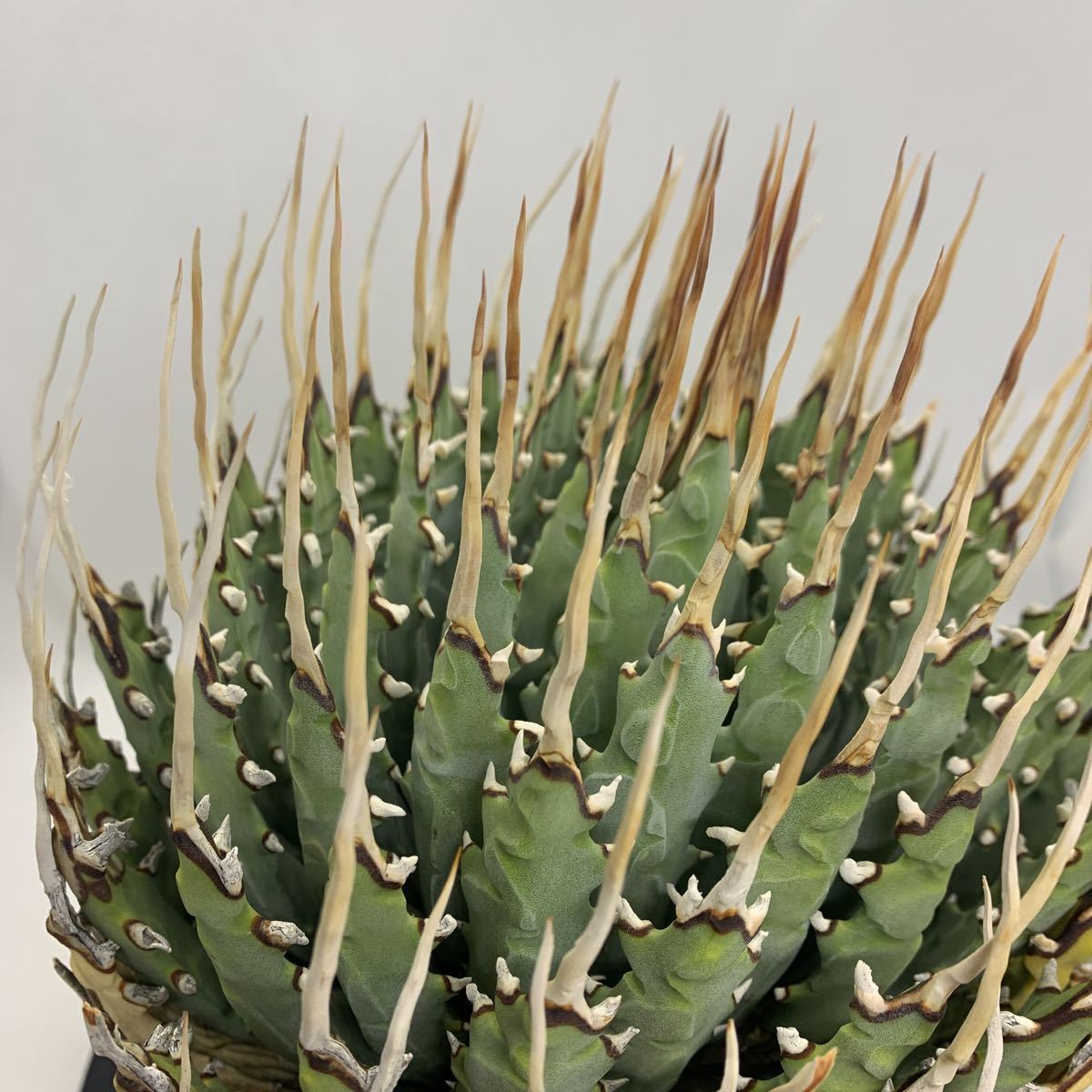 アガベ ユタエンシス エボリスピナ 陽炎 Agave utahensis eborispina
