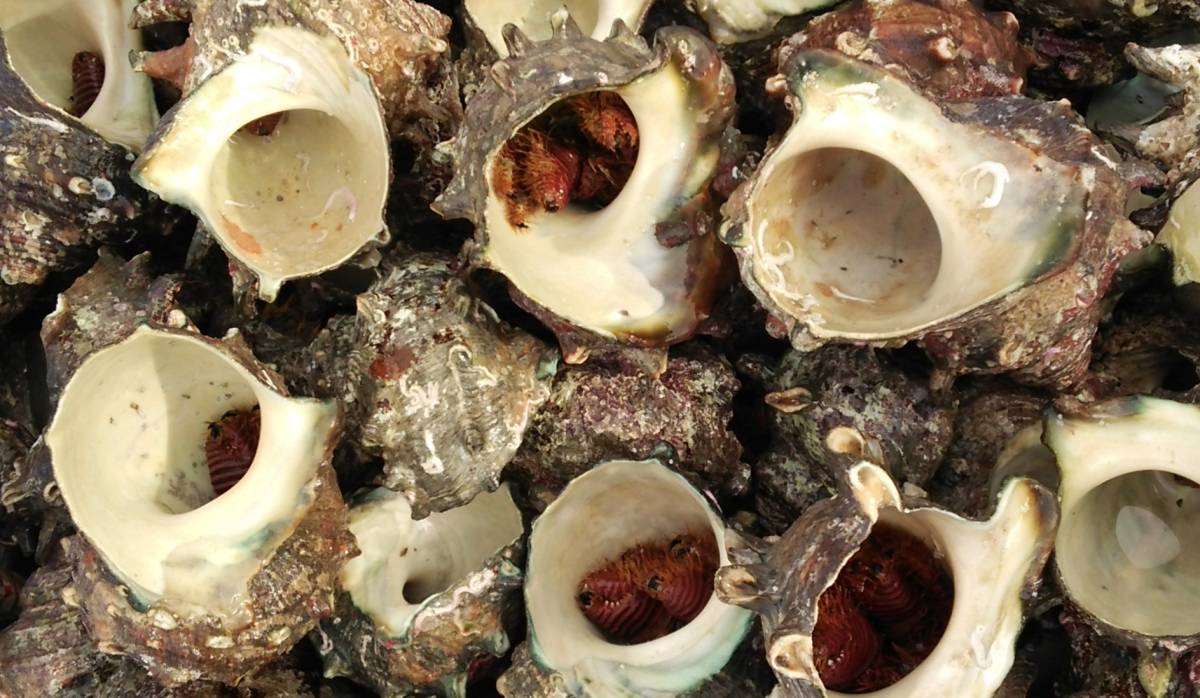 漁師直送 石鯛釣りの餌 冷凍オニヤドカリ24匹 冷凍餌 売買されたオークション情報 Yahooの商品情報をアーカイブ公開 オークファン Aucfan Com 漁師直送 石鯛釣りの餌 冷凍オニヤドカリ24匹 冷凍餌 売買されたオークション情報 Yahooの商品情報をアーカイブ公開 オークファン Aucfan Com