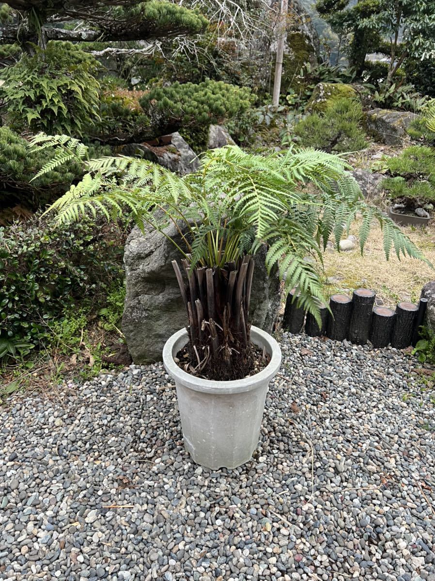 観葉植物 ディクソニア 耐寒 ドライガーデン ディクソニアアンタルクティカ Rondaniel Com