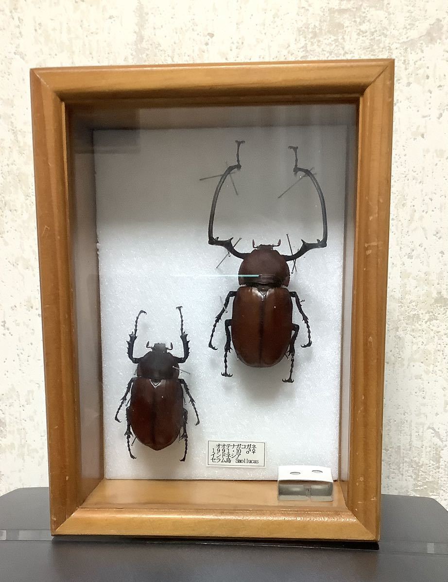 昆虫標本 テルヌマテナガコガネ 2