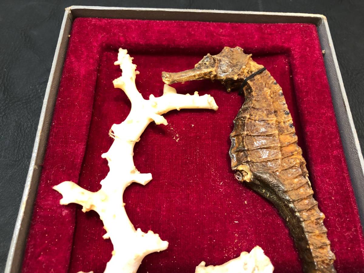 タツノオトシゴ サンゴ ミイラ 乾燥標本 竜の落とし子 珊瑚 7234(化石