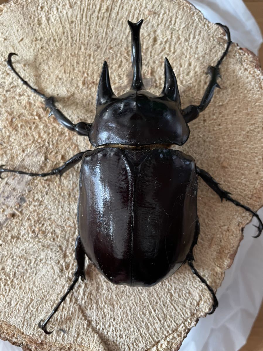 アクティオンゾウカブト ♂ ♀ペア(外国産)｜売買されたオークション 