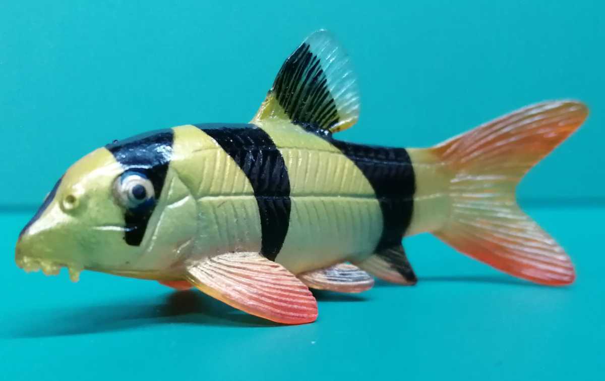 クラウンローチ 熱帯魚 フィギュア 模型 生き物 売買されたオークション情報 Yahooの商品情報をアーカイブ公開 オークファン Aucfan Com