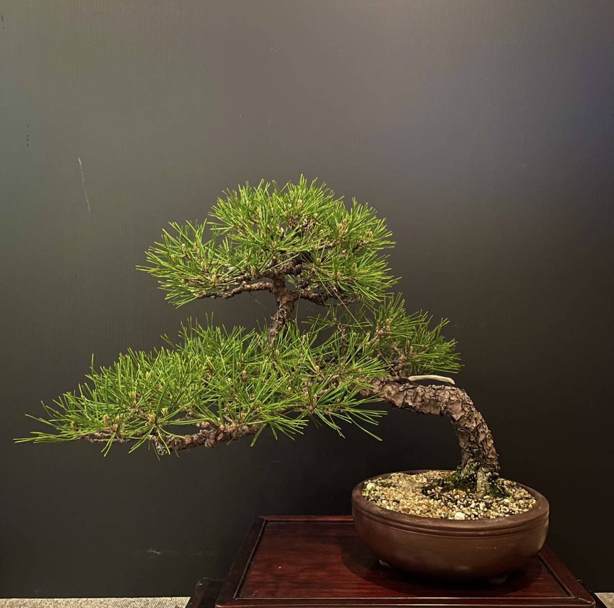 小品盆栽 赤松 樹齢約20年 手作り和鉢 | 小はじネットショップ