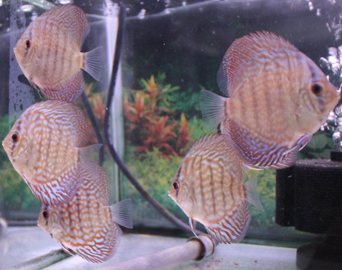 ☆新古品 ナカオアルミ イモノ 特選平釜 80㎝ 81L & 本間冬治工業 18-8