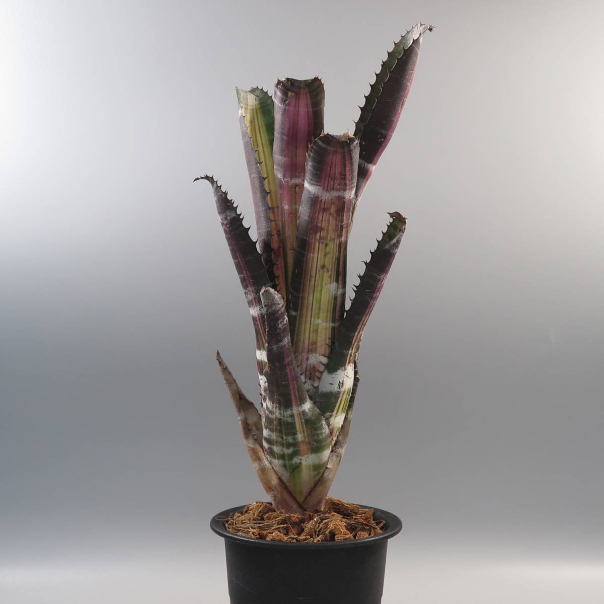 タンクブロメリア　エクメア『Roberto Menescal』 First Sale! エクメア ☆ Aechmea 'Roberto Menescal' ☆ タンク