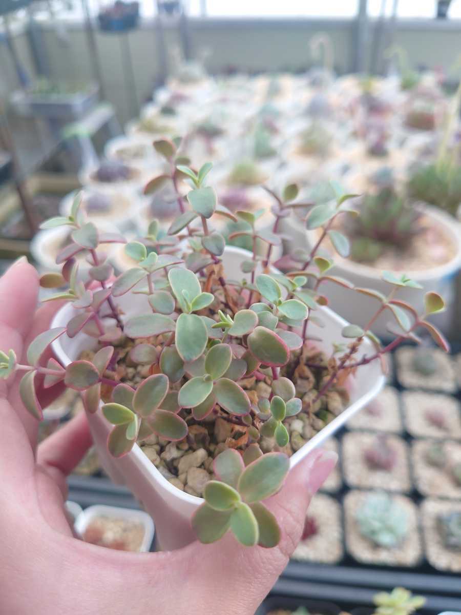 Yk Succulent 多肉植物 抜き苗 ワイルドファイヤー セダム 植え替えてどんどん増やして下さい サボテン 売買されたオークション情報 Yahooの商品情報をアーカイブ公開 オークファン Aucfan Com