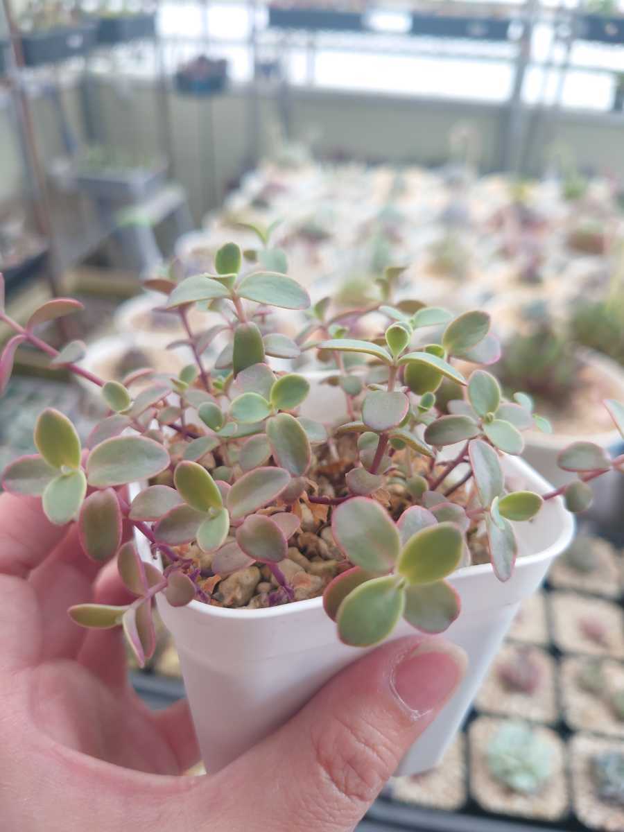 Yk Succulent 多肉植物 抜き苗 ワイルドファイヤー セダム 植え替えてどんどん増やして下さい サボテン 売買されたオークション情報 Yahooの商品情報をアーカイブ公開 オークファン Aucfan Com