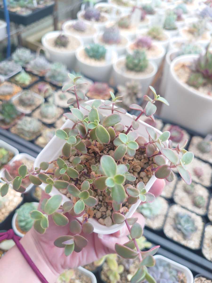 Yk Succulent 多肉植物 抜き苗 ワイルドファイヤー セダム 植え替えてどんどん増やして下さい サボテン 売買されたオークション情報 Yahooの商品情報をアーカイブ公開 オークファン Aucfan Com