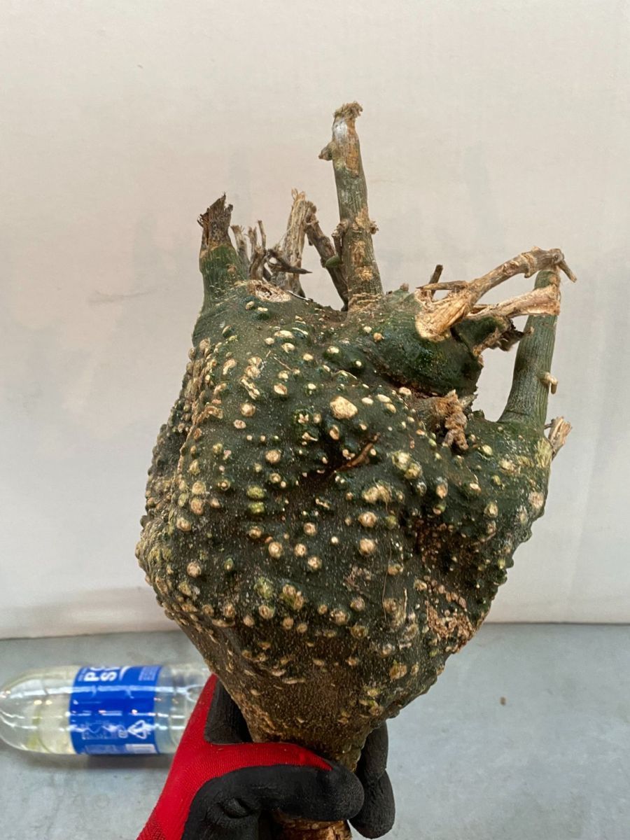 定番，正規品 アグラオネマ カーティシー？？ 画像の大株