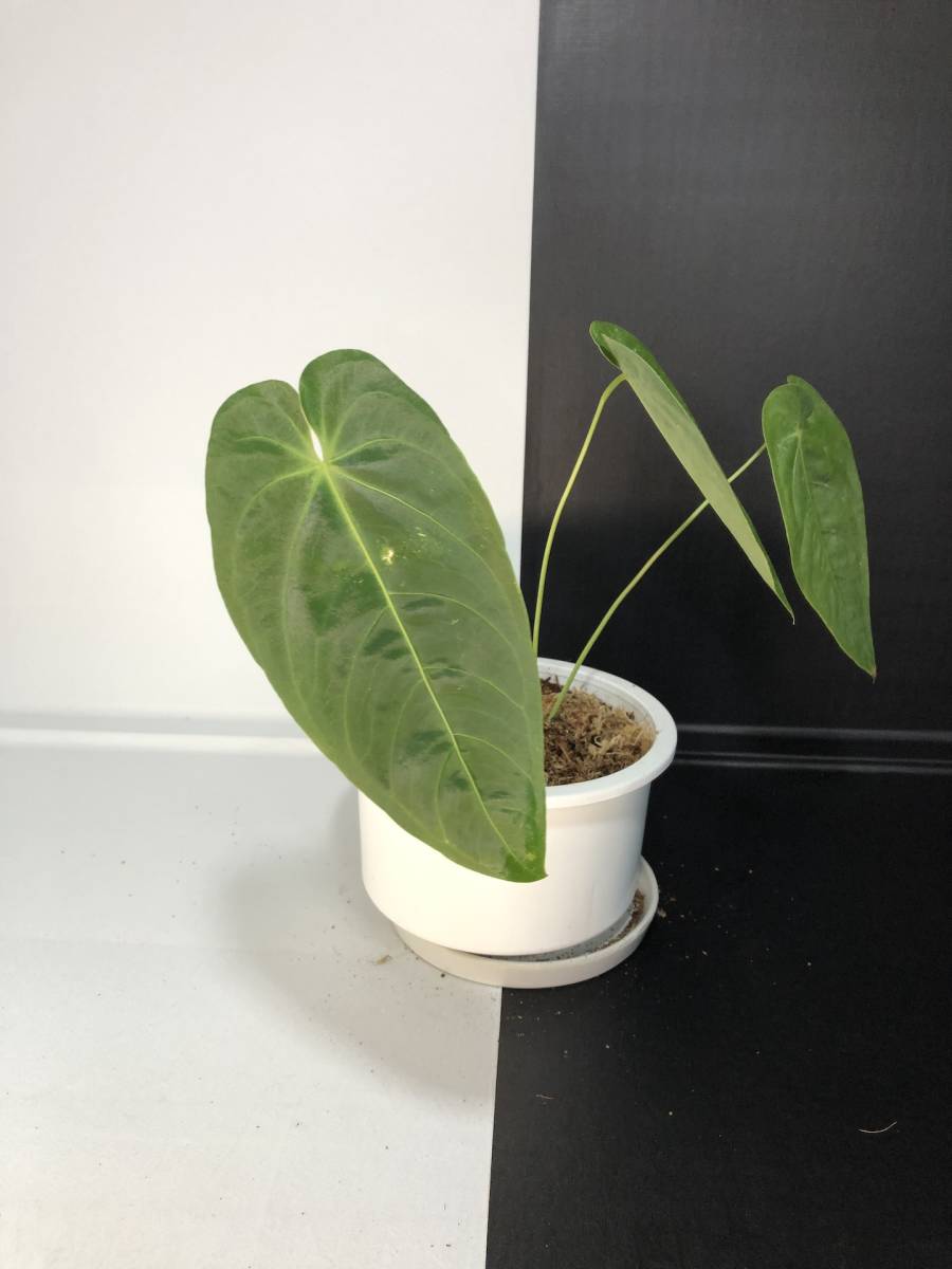 Anthurium queremalense アンスリウム クエレマレンセ 【公式通販】