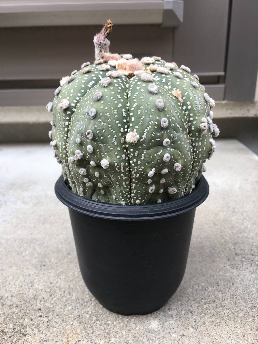 実生 兜丸 アストロフィツム属 大型 サボテン 観葉植物 多肉植物 観葉植物 サボテン 売買されたオークション情報 Yahooの商品情報をアーカイブ公開 オークファン Aucfan Com
