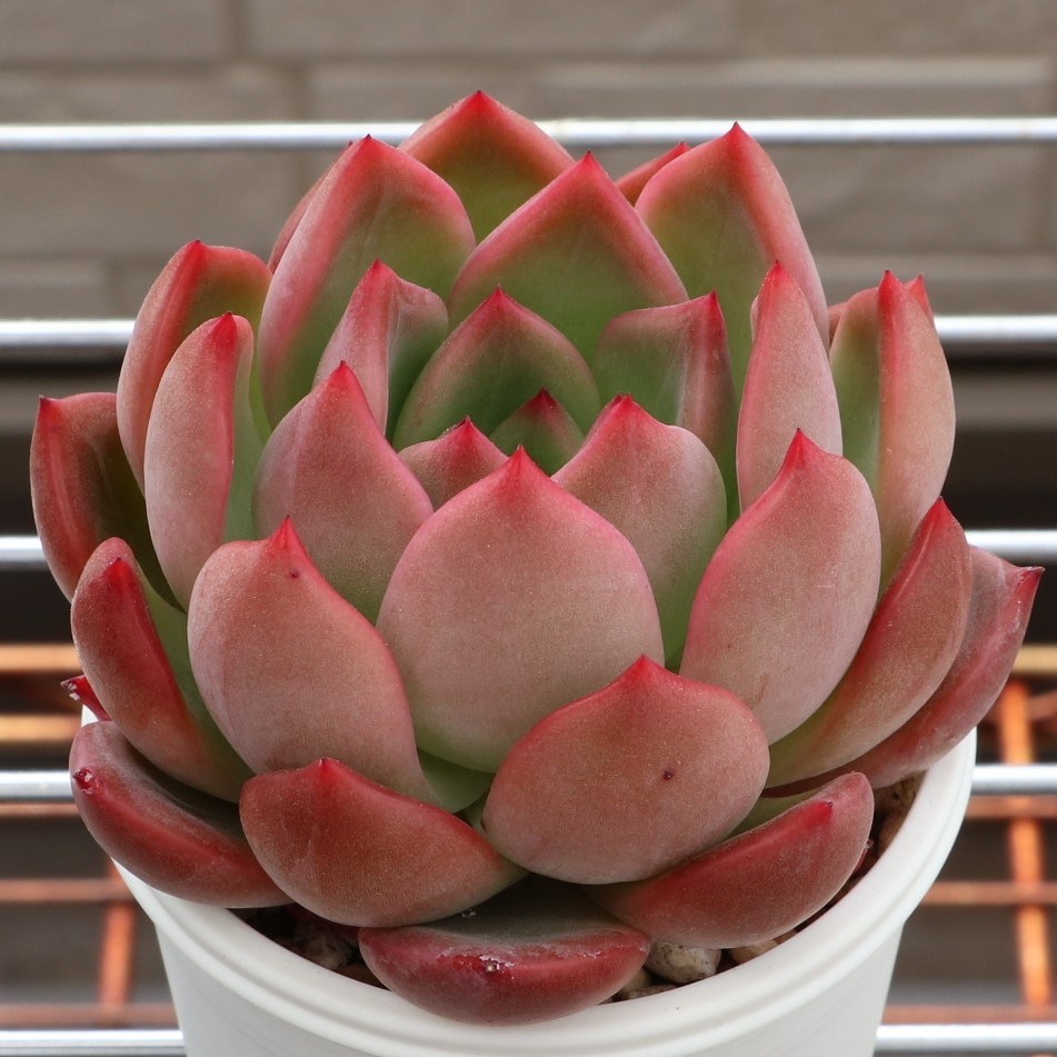 イザナミ 熟成株 優木園 黒札付⭐️伊弉冉⭐️ 抜き苗 多肉