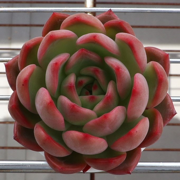 イザナミ 熟成株 優木園 黒札付⭐️伊弉冉⭐️ 抜き苗 多肉