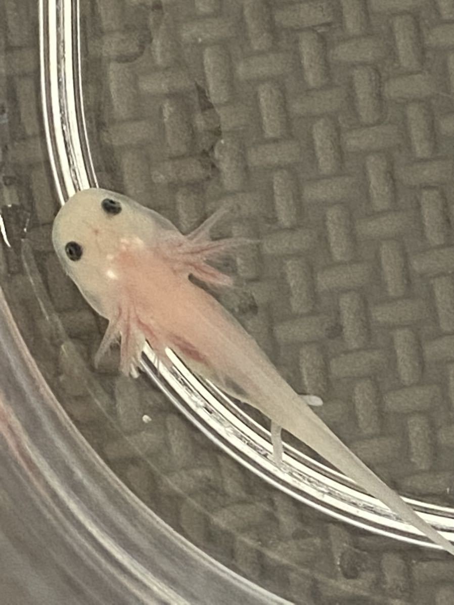 ウーパールーパー 幼生2匹セット 約5 種類選べる リューシ ゴールデン アルビノ マーブル イモリ サラマンダー 売買されたオークション情報 Yahooの商品情報をアーカイブ公開 オークファン Aucfan Com