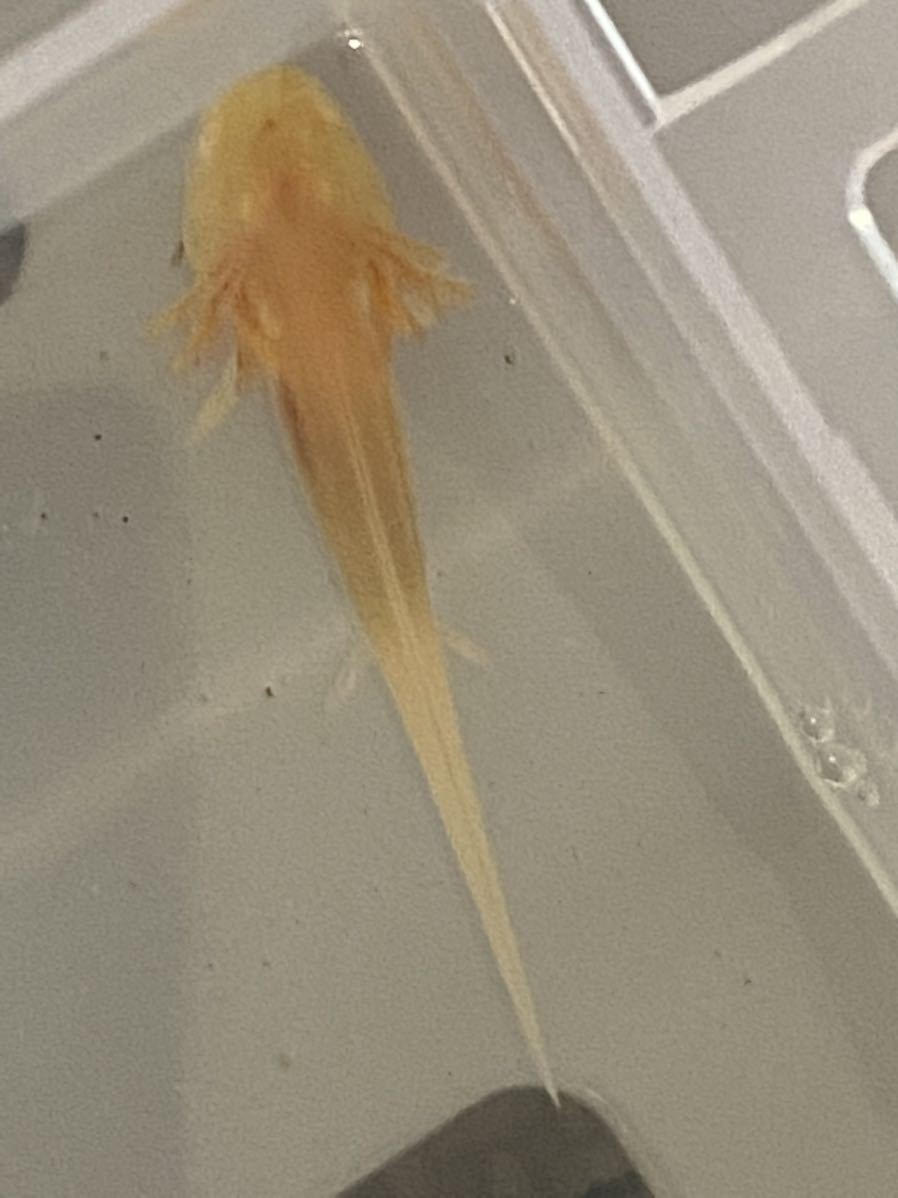 ウーパールーパー 幼生2匹セット 約5 種類選べる リューシ ゴールデン アルビノ マーブル イモリ サラマンダー 売買されたオークション情報 Yahooの商品情報をアーカイブ公開 オークファン Aucfan Com