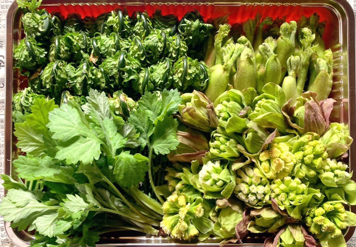 山菜4種類 タラの芽 ふきのとう こごみ ヨモギ フキノトウ 天然物 新潟県産 山菜 売買されたオークション情報 Yahooの商品情報をアーカイブ公開 オークファン Aucfan Com