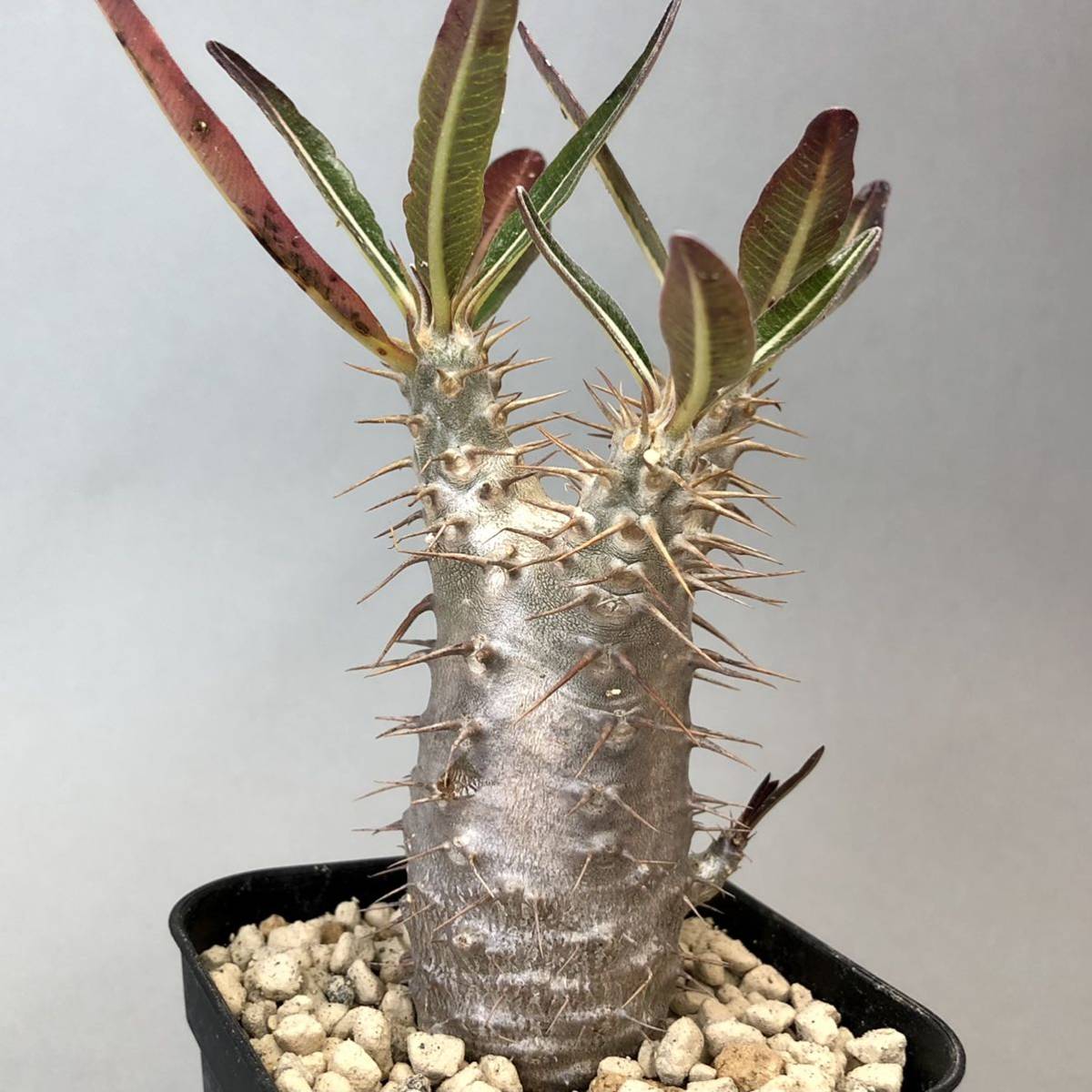 パキポディウム カクチペス Pachypodium roslatum var. cactipes 