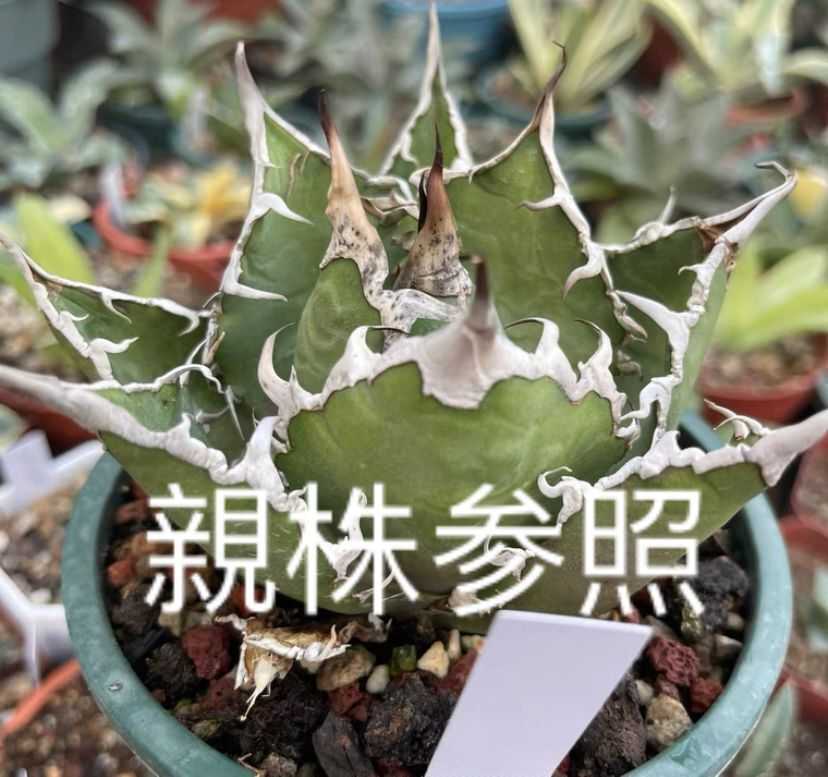 多肉植物 アガベ　チタノタ　シーザー 大子株 25株同梱 1多肉植物 アガベ チタノタ シーザー 子株