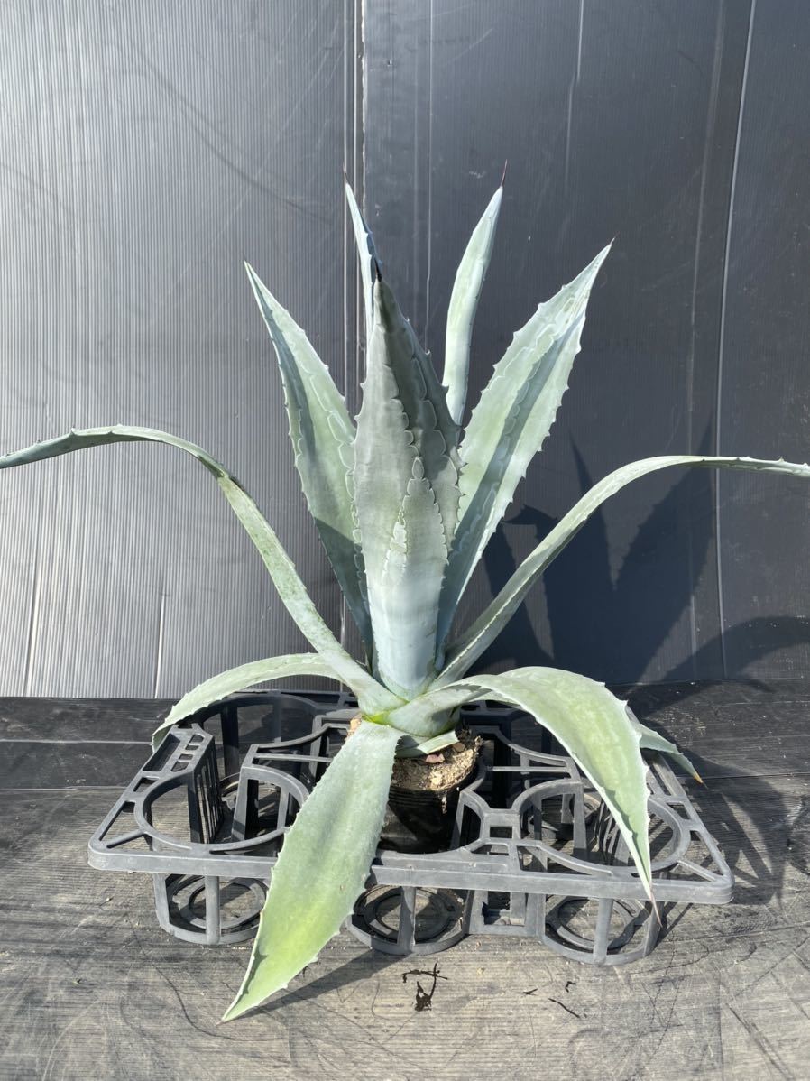 Agave americana？ アメリカーナ？ 大株 美株 3 アガベ Agave 大株 0